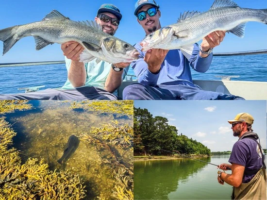 Lebreton guide de pêche Morbihan en bateau au bord