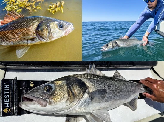 Lebreton guide de pêche en Bretagne