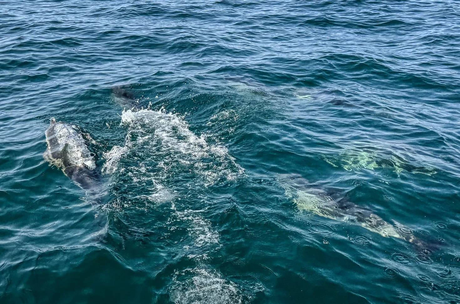 Gavin Lebreton guide de pêche, dauphins dans le Golfe du Morbihan Bretagne