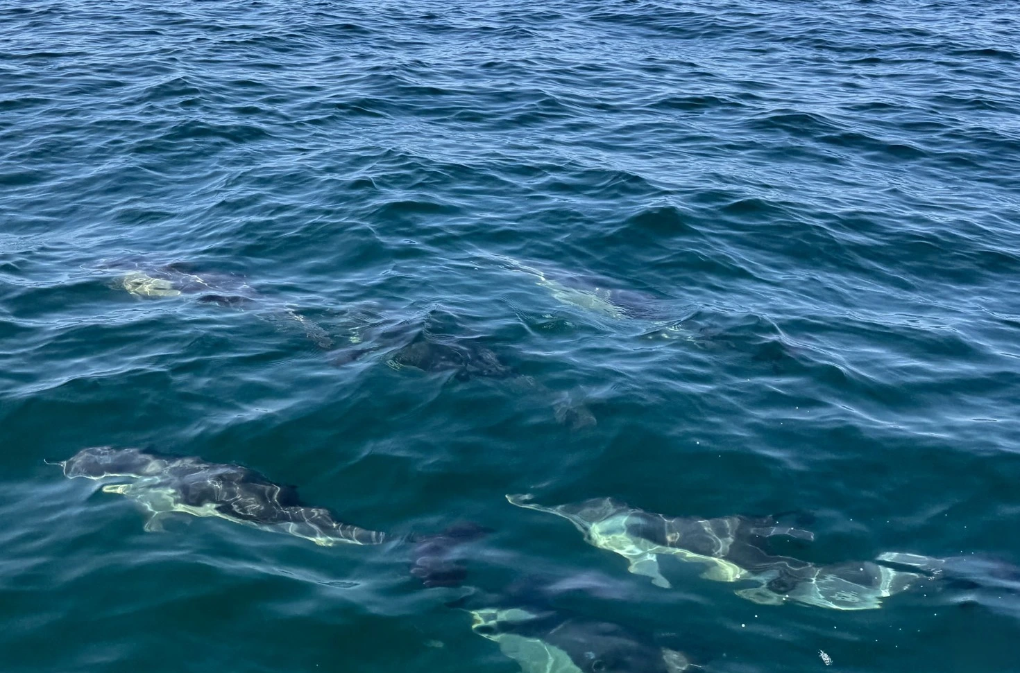 Gavin Lebreton guide de pêche, observation de dauphins dans le Golfe du Morbihan Bretagne
