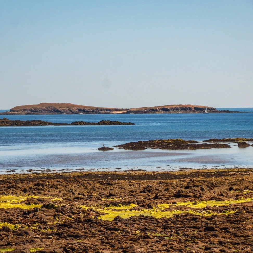 Gavin Lebreton guide de pêche, côte du Golfe du Morbihan Bretagne