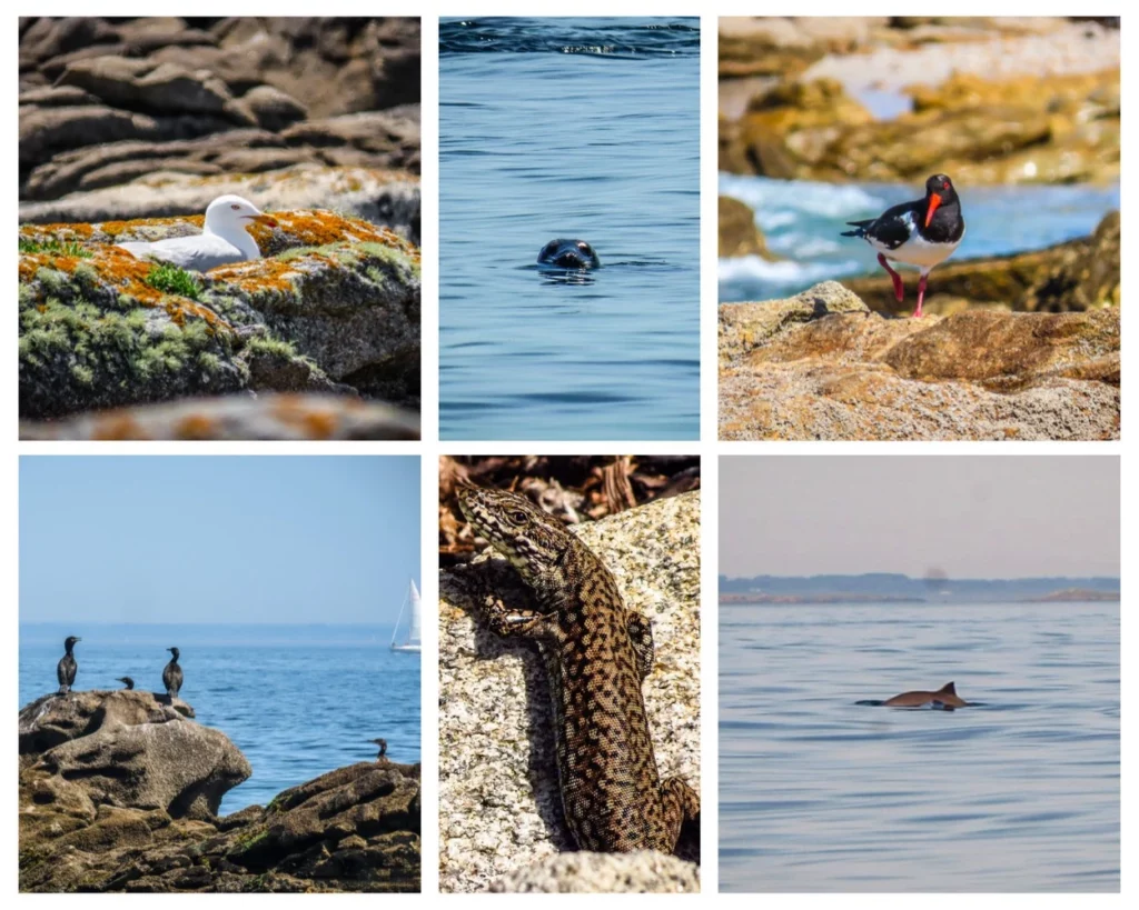 Gavin Lebreton guide de pêche en mer, Morbihan Bretagne