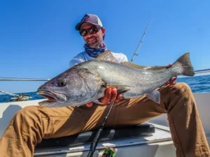 Gavin Lebreton guide de pêche en bateau, maigre poisson Morbihan Bretagne